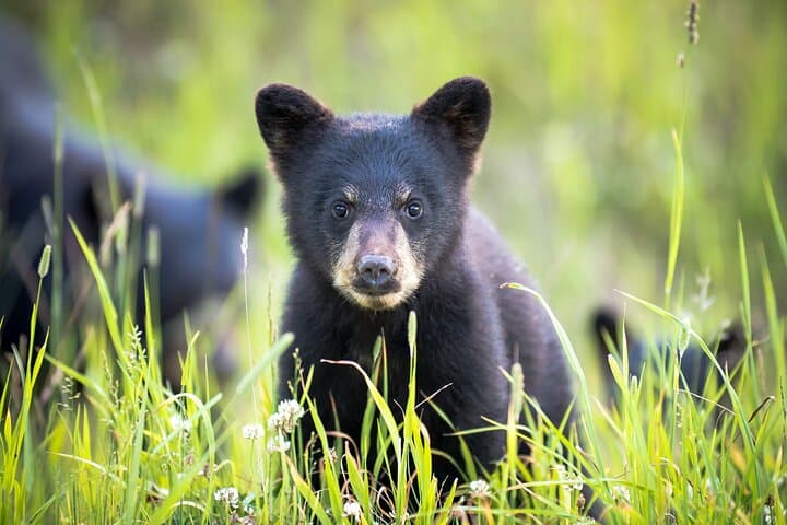 Bear Safari 4x4 Adventure in Whistler — Olympic Park Wildlife & Photo Tour
