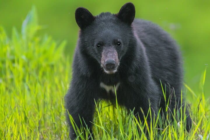 Bear Safari 4x4 Adventure in Whistler — Olympic Park Wildlife & Photo Tour photo 3