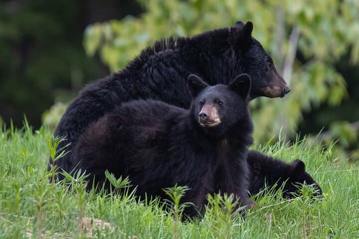 Bear Safari 4x4 Adventure in Whistler — Olympic Park Wildlife & Photo Tour photo 5