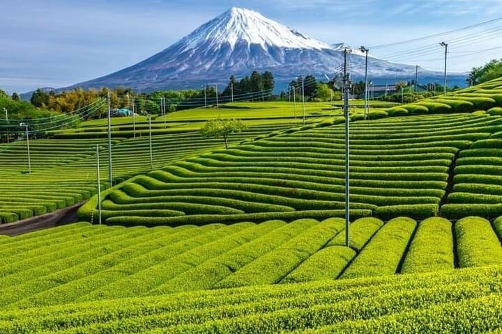 Tokyo to Mount Fuji Private Guided Experience — Custom Day Trips from Tokyo photo 5