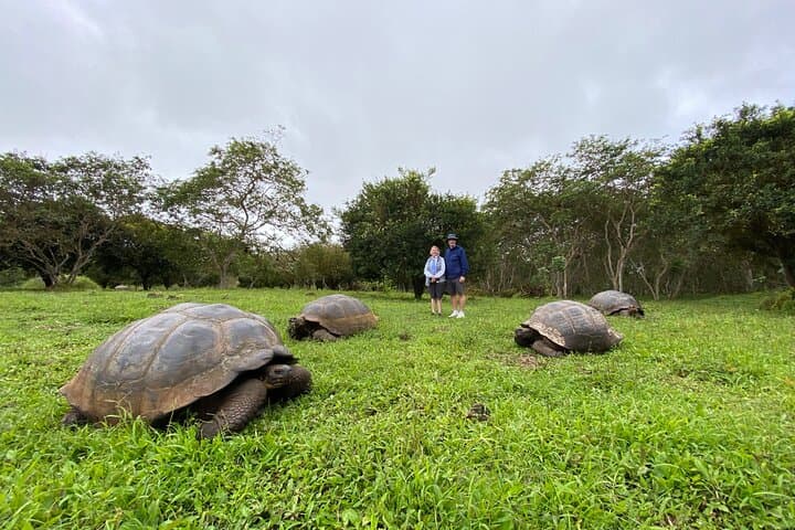 Baltra to Santa Cruz Transfer with El Chato Giant Tortoise Reserve Visit photo 5