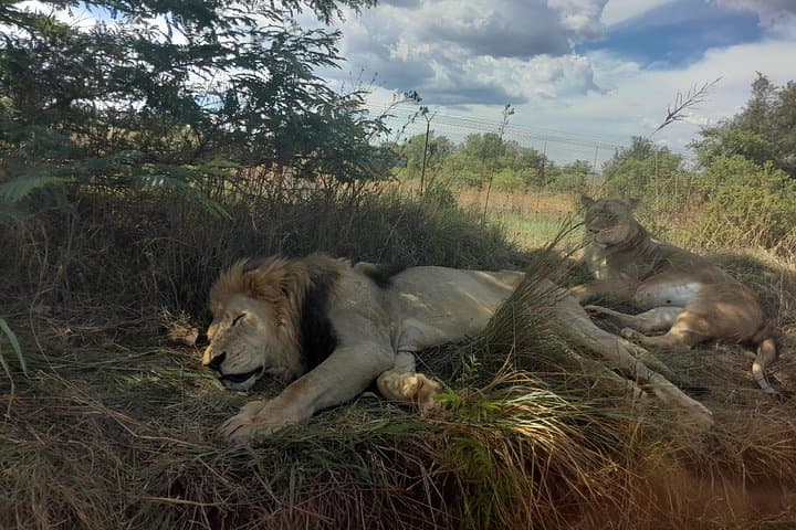 3-Day Kruger National Park Safari: Big Five Game Drives & Private Lodge