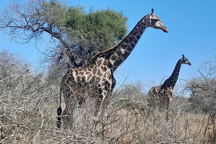 3-Day Kruger National Park Safari: Big Five Game Drives & Private Lodge photo 2