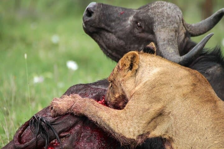 Nairobi National Park Safari: Wildlife Meets City Skyline in a Half-Day Adventure photo 1