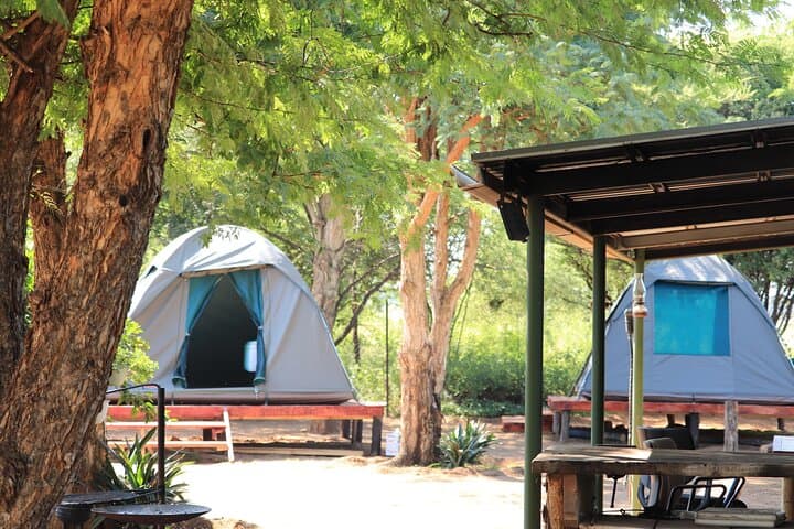 4-Day Tlou Tented Safari Camp in Pilanesberg — Big Five on a Budget