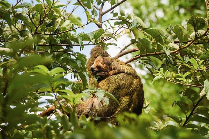 Miravalles Waterfalls, Suspension Bridge & Sloth Spotting Near Bagaces photo 5