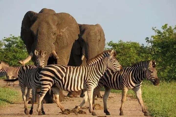 Quiçama National Park Safari from Luanda: Full-Day Wildlife & Cultural Tour