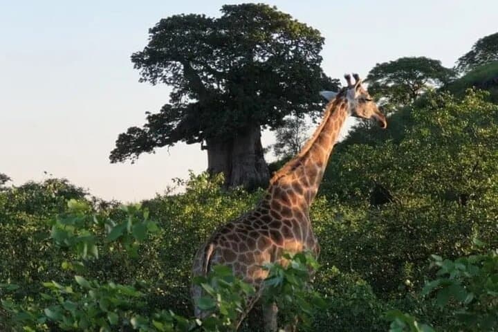 Quiçama National Park Safari: Day Trip from Luanda to Miradouro da Lua
