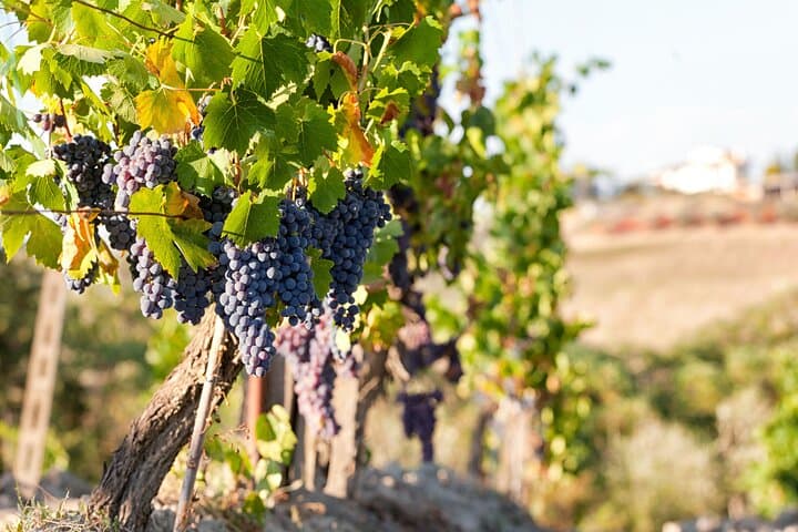 Half-Day Chianti Wine Tour from Florence to Monteriggioni & San Gimignano photo 4