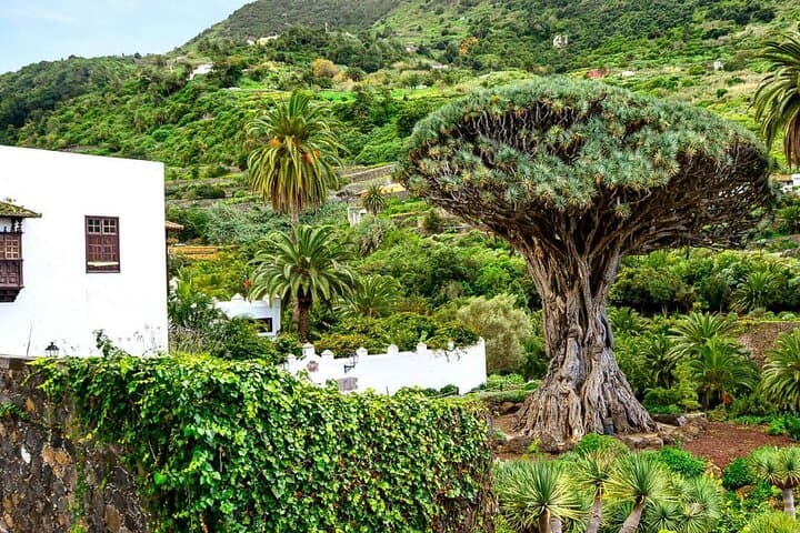 Garachico Norte Tour in French: Masca, Icod de los Vinos and Teide Day Trip from Puerto de la Cruz photo 3