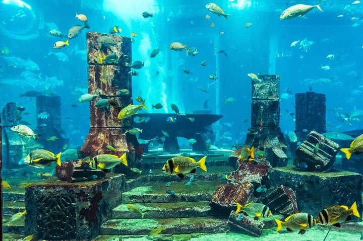 Dubai Aquarium & Penguin Cove: Complete Underwater Zoo Access Guide