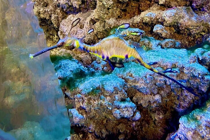 Dubai Aquarium & Penguin Cove: Complete Underwater Zoo Access Guide photo 3