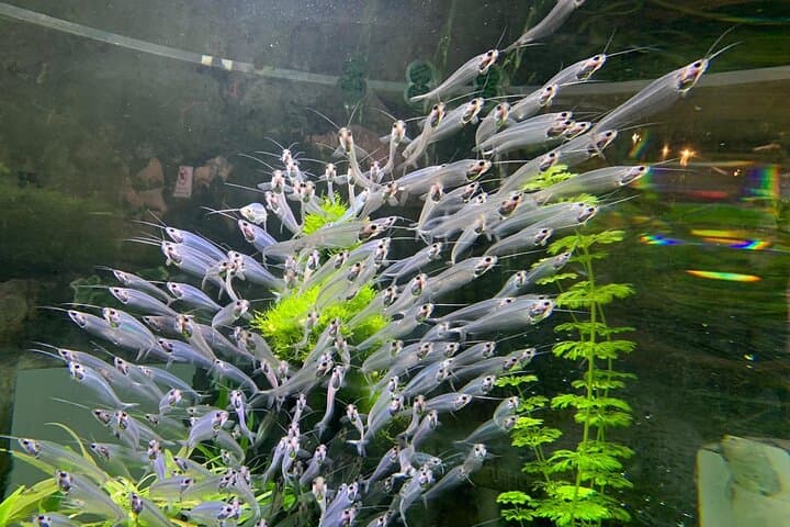 Dubai Aquarium & Penguin Cove: Complete Underwater Zoo Access Guide photo 4