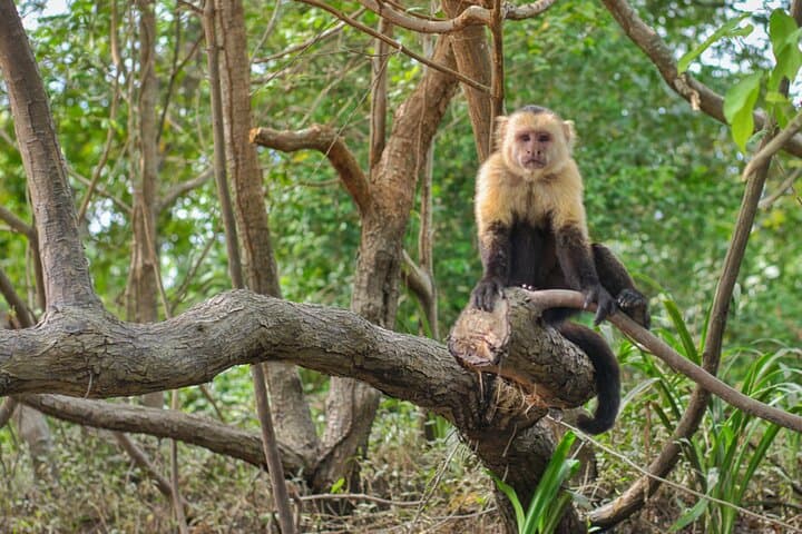 Jungle Boat Safari in Palo Verde National Park: Tempisque River Wildlife Cruise