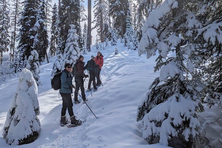 Custom Winter Hike Planning and Rentals near Victor, MT photo 3