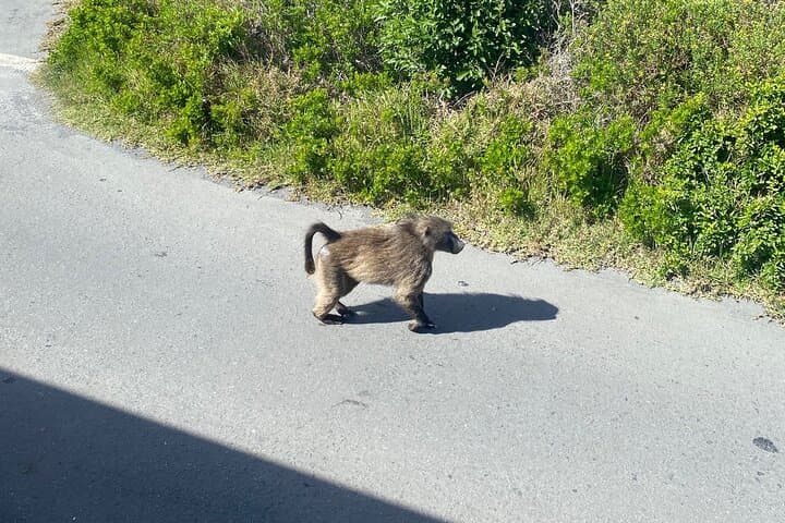 Cape Town Peninsula: Table Mountain, Penguins & Chapman's Peak in One Day photo 5