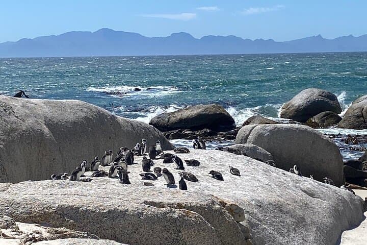 Cape Town Peninsula: Table Mountain, Penguins & Chapman's Peak in One Day photo 4
