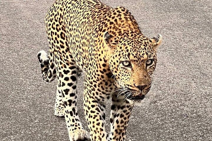 Kruger Park Sunset Drive: Evening Safari to Spot the Big Five photo 2