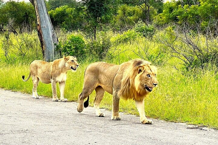 Kruger Park Sunset Drive: Evening Safari to Spot the Big Five photo 3