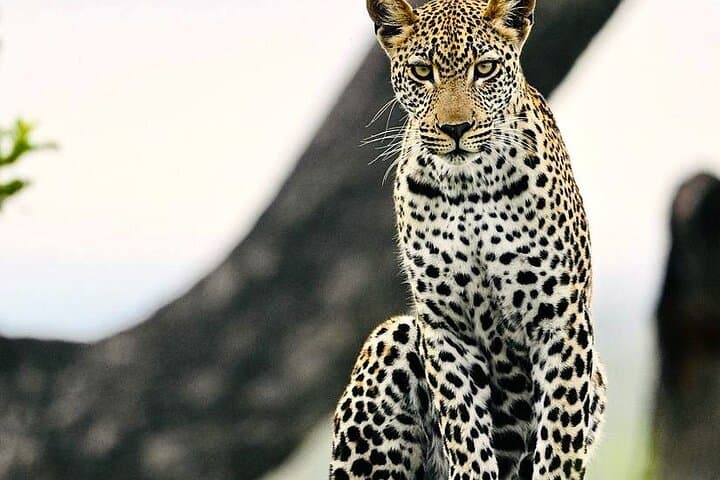 Kruger Park Sunset Drive: Evening Safari to Spot the Big Five