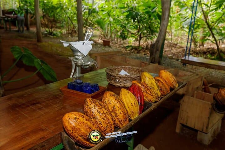 Quepos Chocolate & Wildlife Expedition: Cacao, Coffee and Sugarcane Tour Near Manuel Antonio photo 3