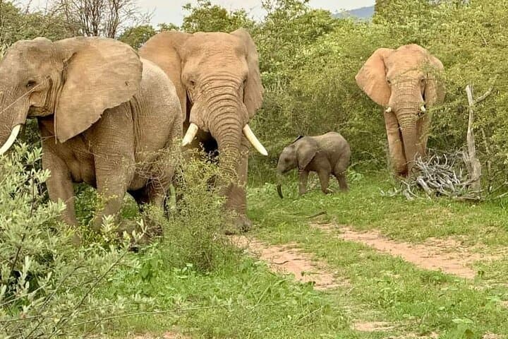 Kruger Park Sunset Drive: Evening Safari to Spot the Big Five photo 4