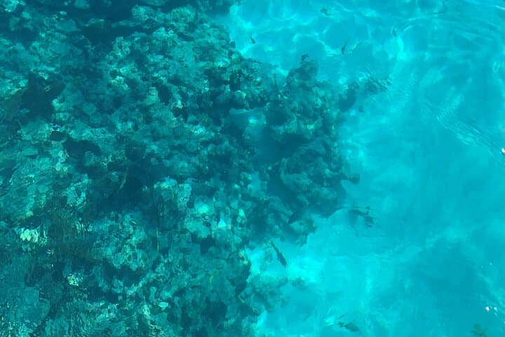 Explore Sombrero Reef and Molasses Key Sandbar: Marathon’s Premier Snorkeling Combo photo 3