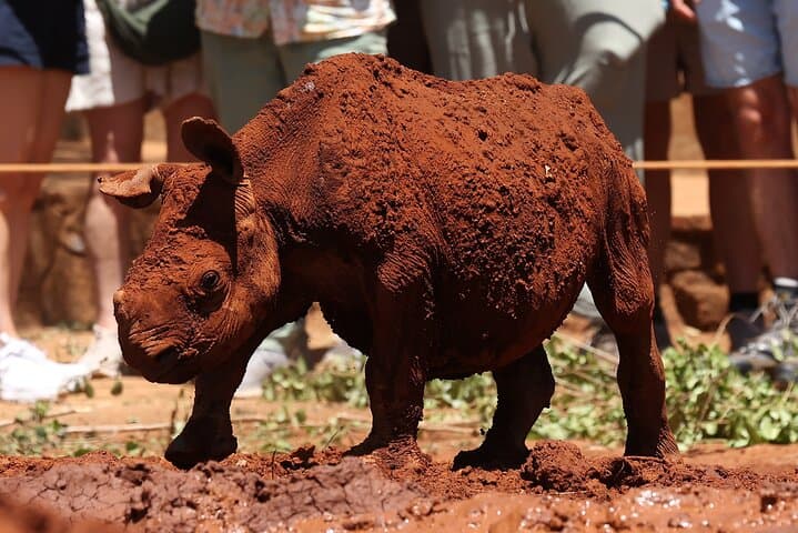 Nairobi Half-Day: Elephant Orphanage & Giraffe Centre Tour photo 4