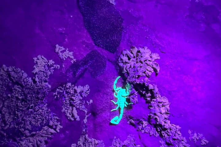 Sedona Night Hike and Stargazing: Moonlight Hikes, Scorpions & Dark Sky Views photo 2