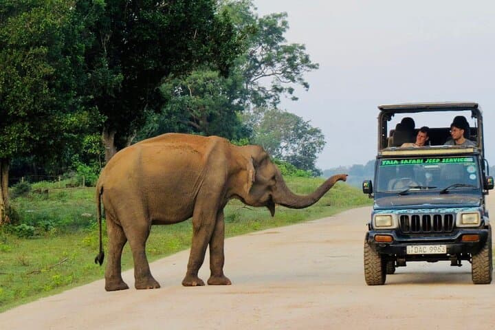 Yala National Park Jeep Safari: Spot Leopards, Elephants & Sloth Bears photo 4