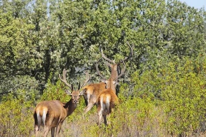 Quiçama National Park Safari: Day Trip from Luanda to Miradouro da Lua photo 2