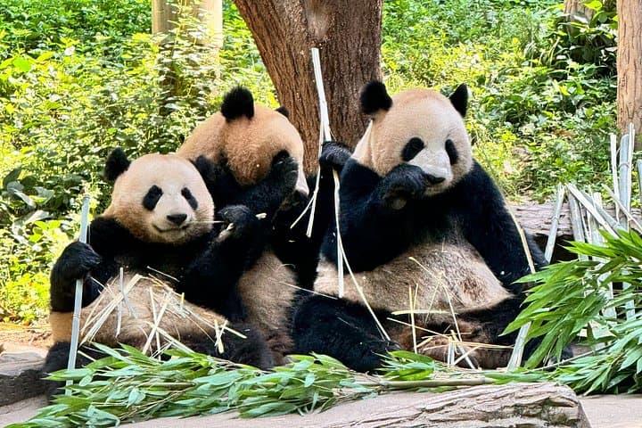 One-Day Chengdu: Giant Pandas and Leshan Giant Buddha Day Trip