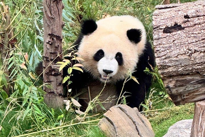 One-Day Chengdu: Giant Pandas and Leshan Giant Buddha Day Trip photo 2