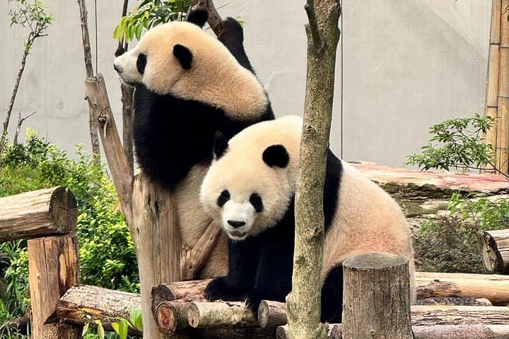 One-Day Chengdu: Giant Pandas and Leshan Giant Buddha Day Trip photo 4