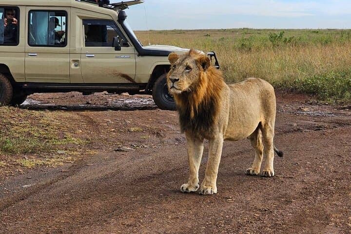 Half-Day Nairobi National Park Safari with Giraffe Centre & Sheldrick Elephant Orphanage