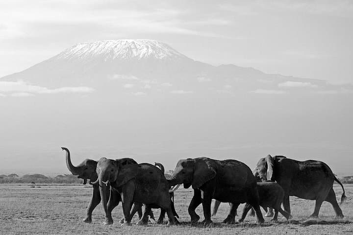 4-Day Safari: Tsavo East, Amboseli & Tsavo West from Diani photo 4