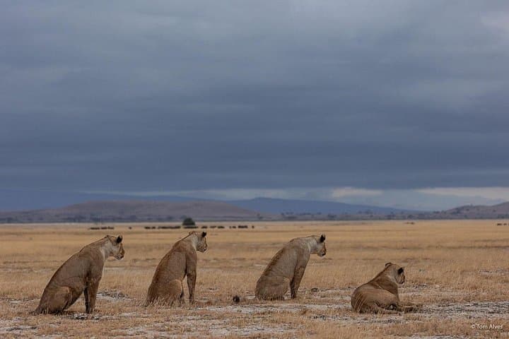 4-Day Safari: Tsavo East, Amboseli & Tsavo West from Diani photo 3