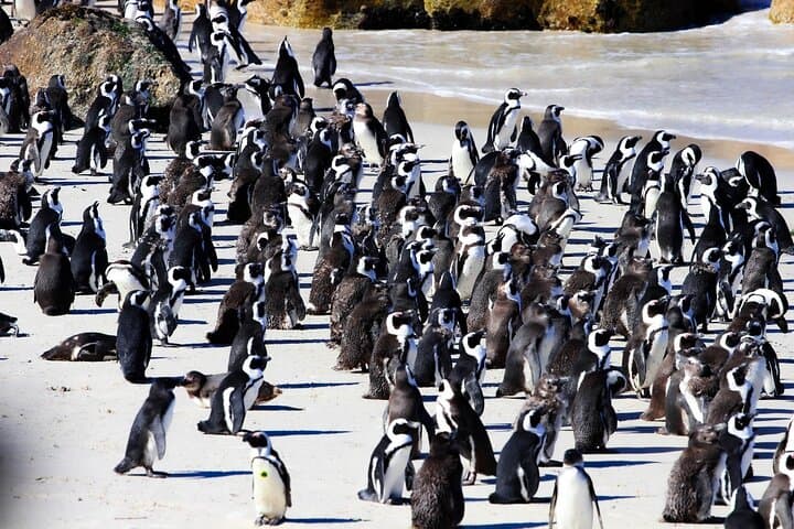 Cape Peninsula Penguin & Cape of Good Hope Private Day Tour from Cape Town photo 3
