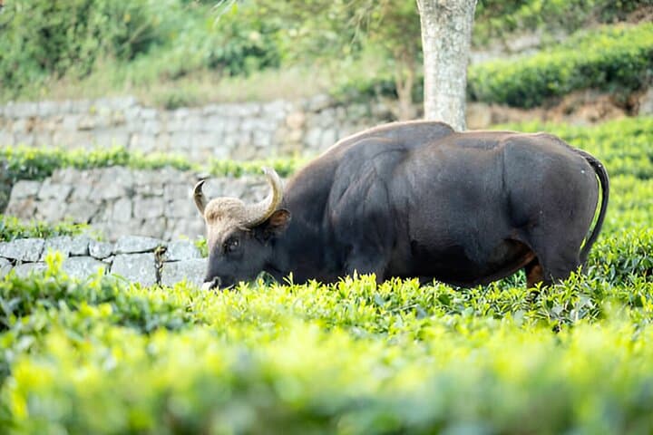 Coimbatore to Ooty Day Trip: Nilgiri Hill Station Highlights in One Day photo 3