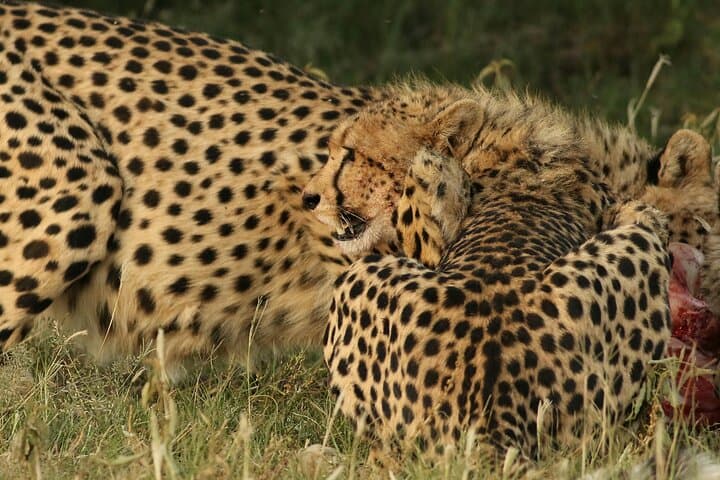 3-Day Masai Mara Safari from Nairobi: Big Five Game Drives & Maasai Village Visit photo 2