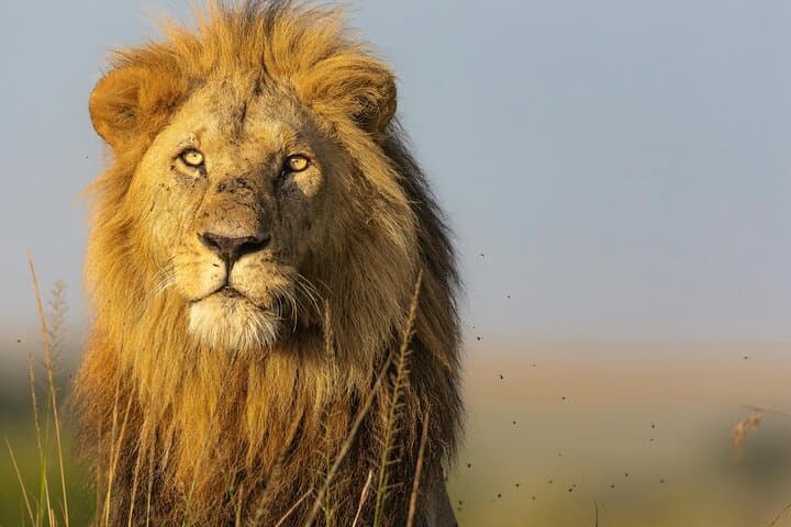 3-Day Masai Mara Safari from Nairobi: Big Five Game Drives & Maasai Village Visit photo 5
