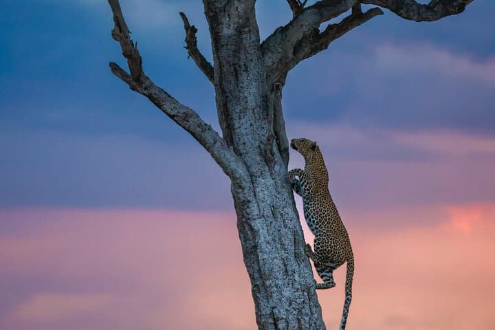 3-Day Masai Mara Safari from Nairobi: Big Five Game Drives & Maasai Village Visit photo 6