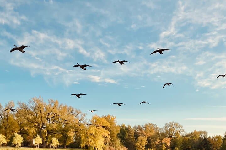 Morning Paddle on the Toronto Islands: Lagoons, Wildlife, and Skyline Views photo 6