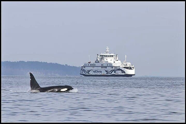 Whale Watching Adventure: Gulf & San Juan Islands from Vancouver photo 4