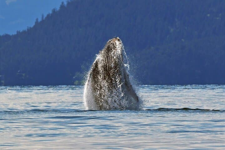Whale Watching Adventure: Gulf & San Juan Islands from Vancouver photo 5