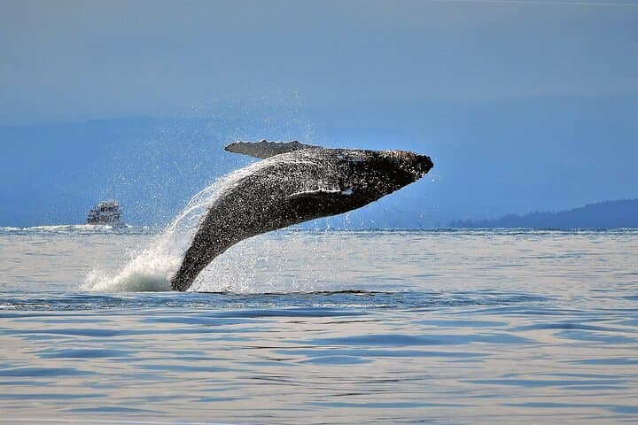 Whale Watching Adventure: Gulf & San Juan Islands from Vancouver photo 2