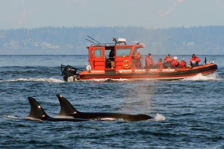 Whale Watching Adventure: Gulf & San Juan Islands from Vancouver photo 3