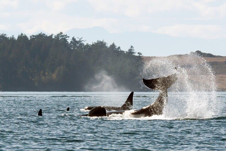 Whale Watching Adventure: Gulf & San Juan Islands from Vancouver
