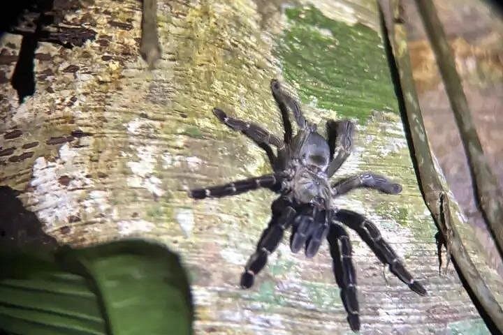 La Fortuna Educational Night Walk: Guided Nocturnal Jungle Exploration Near Arenal photo 1