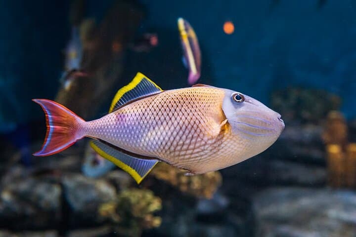 Skip-the-Line Aquarium de Paris Tickets — Shark Tunnel, Touch Pools & Feeding Shows photo 4
